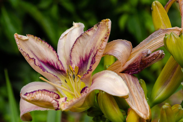 Ανθισμένη ντακρίνα στον κήπο. Η άνθιση του Hemerocallis στον καλοκαιρινό κήπο. Όμορφα άνθη της ντέκρης - Φωτογραφία, εικόνα
