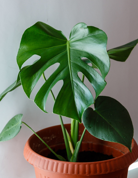grüne Blätter von Monstera - eine beliebte tropische Pflanze - Foto, Bild
