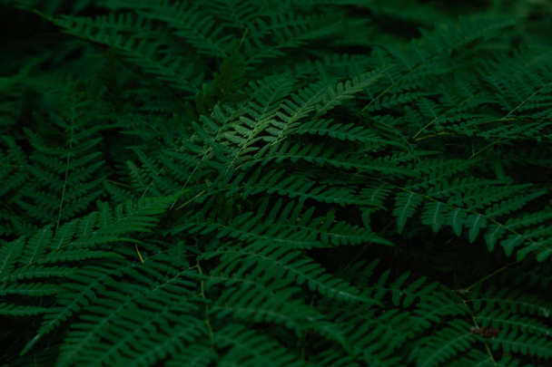 Green tropical background with jungle plants. Background of fern leaves - Foto, Imagem