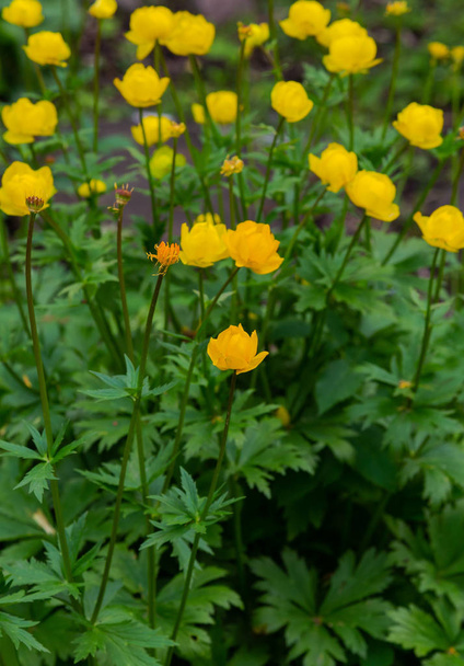 Küre çiçeği. Sarı çiçekler Trollius veya globeflower. (lat. Trllius) Ranunculaceae familyasından çok yıllık otsu bitkilerden oluşan bir cins - Fotoğraf, Görsel