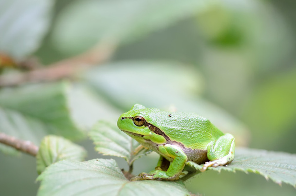 Tree frog - Photo, Image