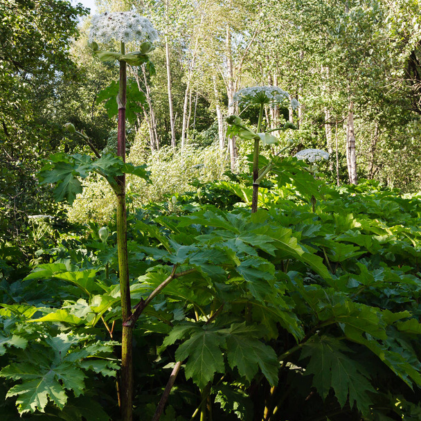 Heracleum sosnowskyi on myrkyllinen kasvi, joka tunnetaan yleisesti nimellä jättiläinen hogweed, kärrynpyörän kukka, jättiläinen lehmän persilja, jättiläinen lehmän palsternakka, hogsbain
 - Valokuva, kuva