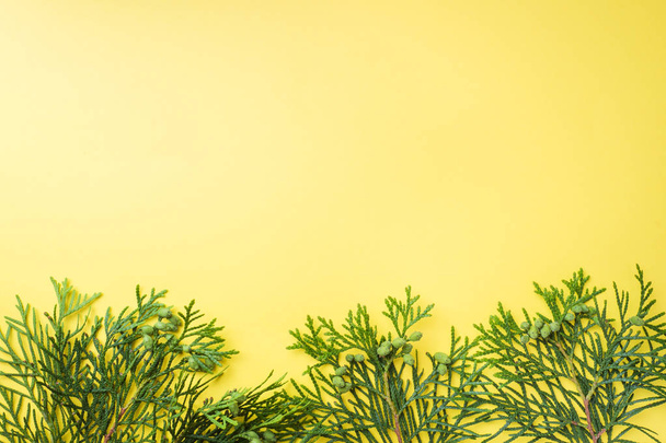 Branch thuja on yellow background with copy space. - Foto, immagini