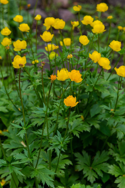 El globeflower. Flores amarillas Trollius o globeflower. (lat. Trllius), un género de plantas herbáceas perennes de la familia Ranunculaceae.
 - Foto, Imagen