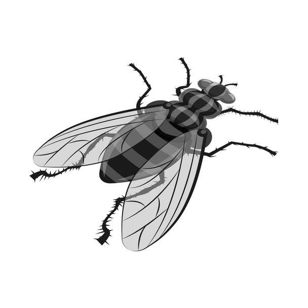Vector illustration of housefly and pest sign. Set of housefly and bug stock symbol for web. - Vector, imagen