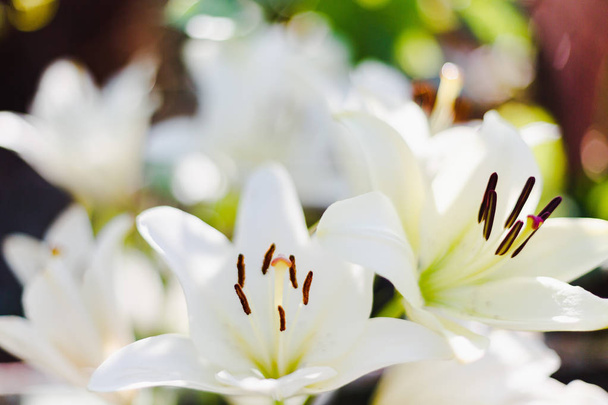 Λευκά κρίνα σε φυσικό φόντο. Ανθοφορία λευκά κρίνα στον κήπο - Φωτογραφία, εικόνα