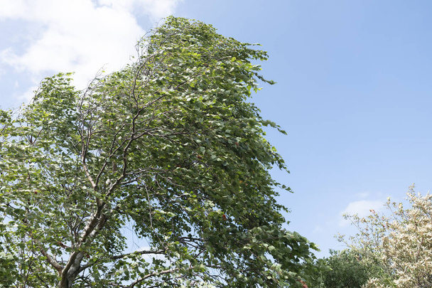 bétula árvore lutas no vento forte de verão tempestade sob azul
  - Foto, Imagem