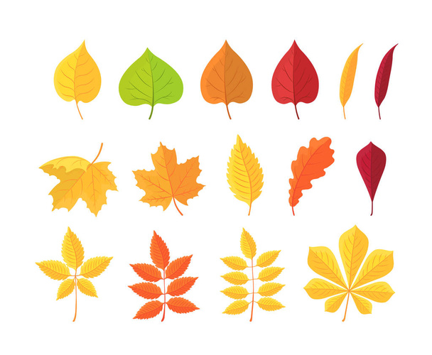 botanische Reihe von leuchtenden Herbstblättern. Vektorillustration. - Vektor, Bild