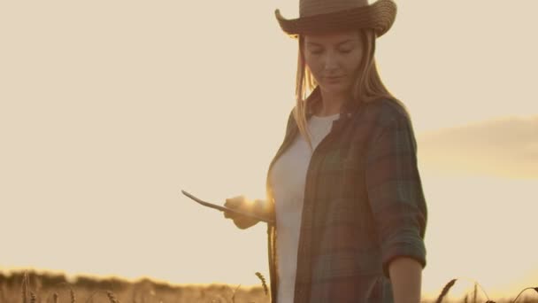 Kobieta rolnik w koszulce w kratę z komputera typu Tablet w dłoniach jest chodzenie przez pole pszenicy o zachodzie słońca, sprawdzanie. Jakość i dojrzałość upraw. - Materiał filmowy, wideo