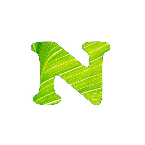 La plante verte lettre N, lettres coupées du fond de feuille verte
 - Photo, image