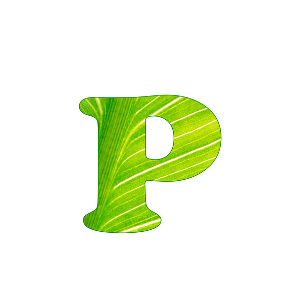A zöld növény P betű, betűk vágott a háttérben a zöld lap - Fotó, kép