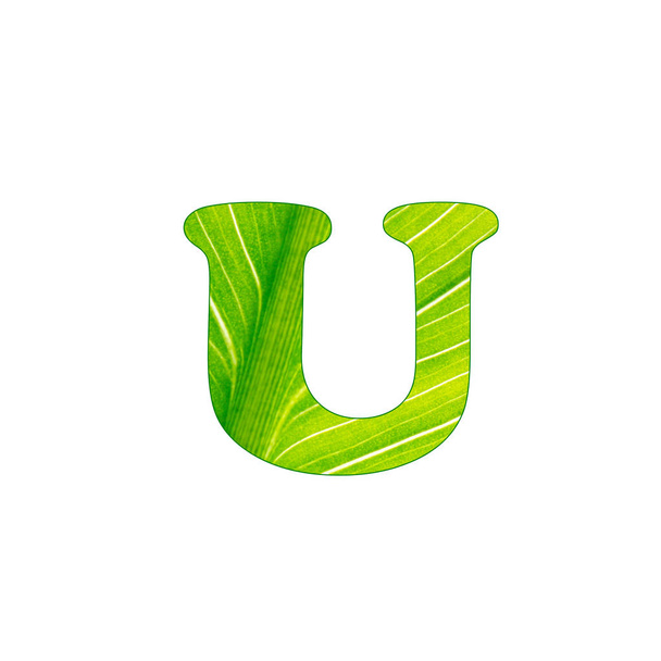 The green plant letter U , letters cut of the background of green sheet - Foto, Imagem