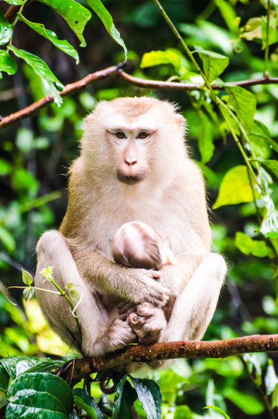 Małpa w tropikalnym lesie deszczowym. - Zdjęcie, obraz