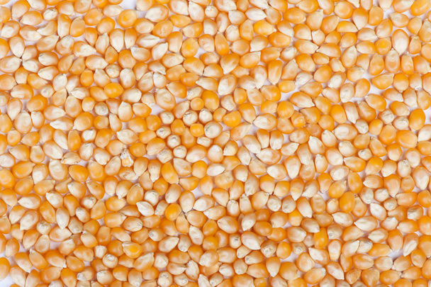 the dried corn - Photo, image