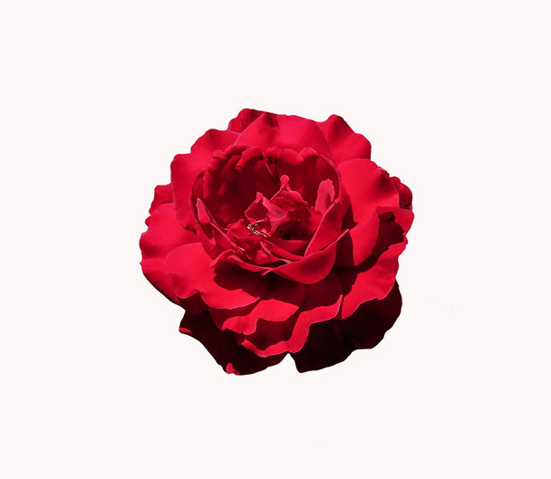 Red rose flower. Rosa climber. - Photo, Image