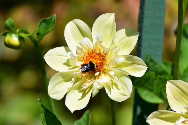 Бджола перебування на жовтій жоржини. Вікторія до н. е. Канада - Фото, зображення
