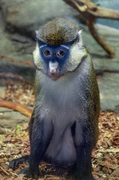 Cercopithecus ascanius or Redtail monkey - Фото, изображение