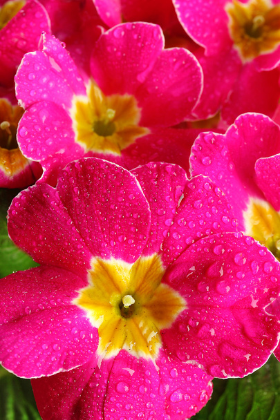 Beautiful pink primula, close up - Foto, immagini