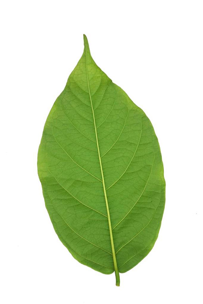 fresh green Combretum indicum leaves on white background - Photo, Image
