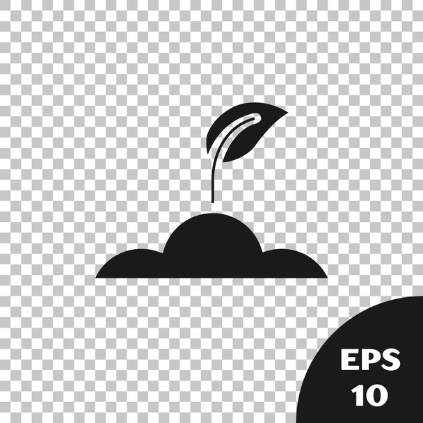 Fekete Sprout ikon izolált átlátszó háttérrel. Vetőmag és csemete. Levelek jele. Levél természete. Vektoros illusztráció - Vektor, kép