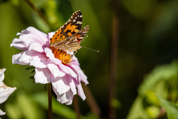 A Painted Lady Butterfly on a Flower - Photo, Image