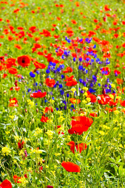 Poppy flowers in the tuscan countryside in Italy - Photo, Image