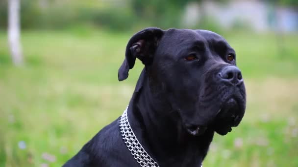 Portret van een mooie hond Cane Corso die serieus naar de camera kijkt. Close-up. hond meisje Cane Corso in het veld - Video