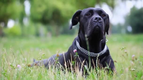Portret van een mooie hond Cane Corso die serieus naar de camera kijkt. Close-up. hond meisje Cane Corso in het veld - Video