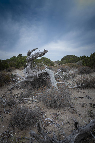 Tronco seco en una duna - Foto, Imagen