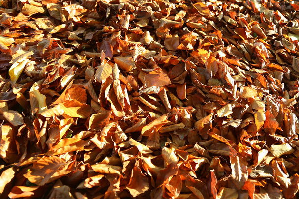 Fondo natural otoñal con hojas brillantes caídas
 - Foto, Imagen