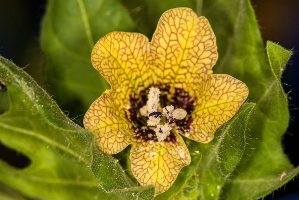  henbane, středověká lékařská rostlina s květinou - Fotografie, Obrázek
