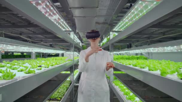 Vertikális hidroponikus ültetvény egy nőt egy fehér kabát használ virtuális valóság technológiák szimuláló működését a felület - Felvétel, videó