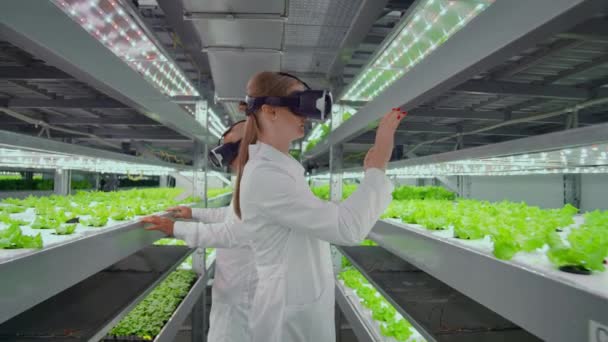 Wetenschappers in witte jassen gebruiken geen Virtual Reality-brillen op een hydrocultuur-boerderij om drenken te controleren. Genetici analyseren de samenstelling van groenten die groeien op plantages. - Video