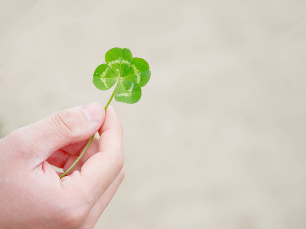 Green our leaf clover in a man's hand. - Foto, imagen