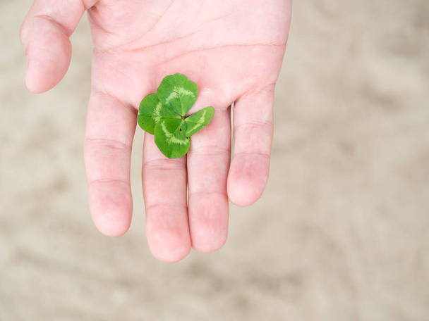Green our leaf clover in a man's hand. - Foto, imagen