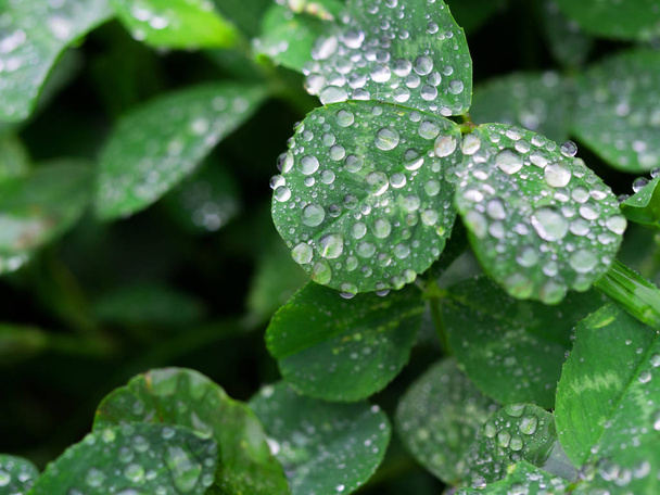 Four leaf clover with pearls of dew drops - Фото, зображення