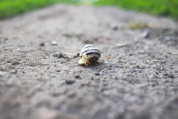 Background and foreground in defocus. A snail crawls on an asphalt road. - Photo, Image