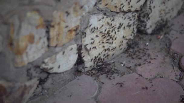 Зграя мурах з крилами нападає на будинок
 - Кадри, відео