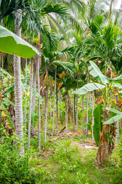 Palmeiras em terras agrícolas, pequenas plantas crescem ao lado das palmeiras altas, Hainan, China
 - Foto, Imagem