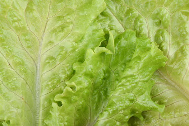 Macro shot. Fresh lettuce with water drops. - 写真・画像