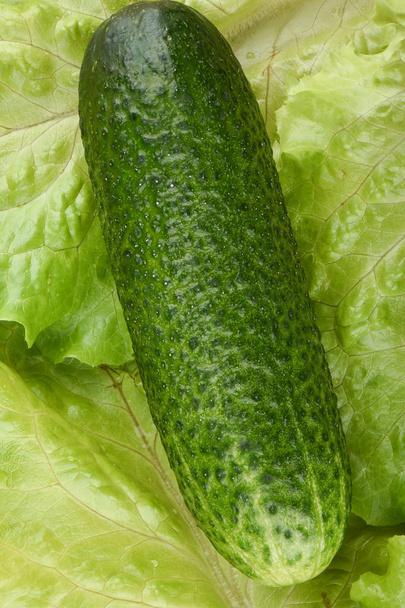 Macro shot. Ripe cucumber on fresh lettuce leaves. - Fotoğraf, Görsel