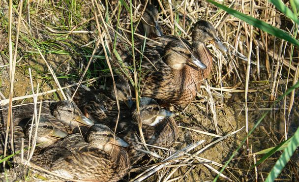 A group of young ducks are sitting in the grass near the shore. - Photo, Image