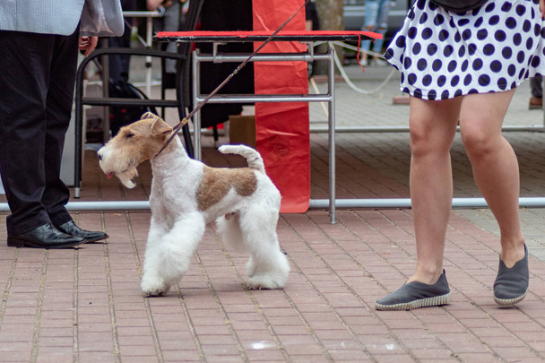 Cane fox terrier su cani mostra
 - Foto, immagini
