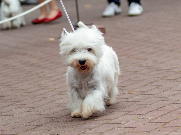 Pies zachód Highland biały Terrier na psy wystawa  - Zdjęcie, obraz