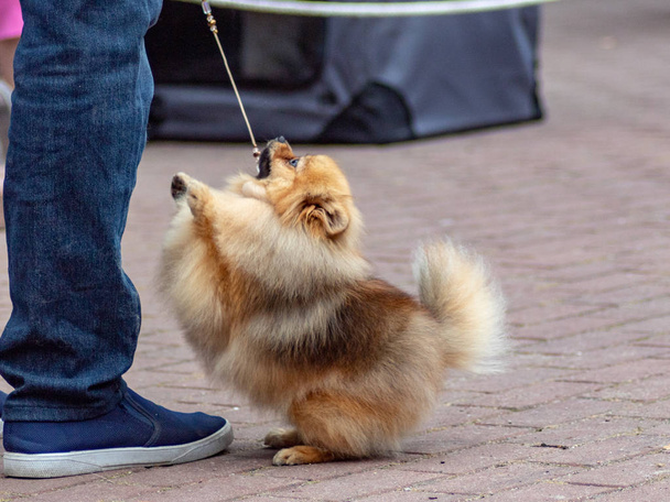 Dog pomeranian spitz on dogs exhibition - Фото, изображение