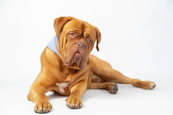 Dogue de Bordeaux with curious and funny expression in studio with white background- curious dog full body - Photo, Image