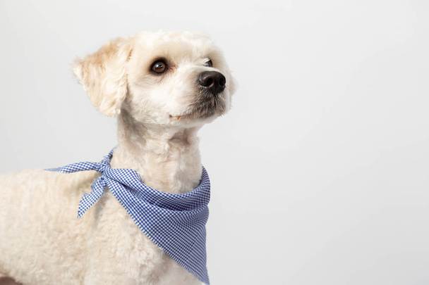 Lindo perro caniche francés blanco de pie prestando atención - perro sobre fondo blanco
 - Foto, imagen