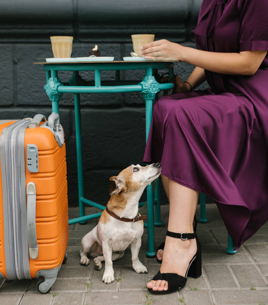 Adorable dog in street cafe under the table. Woman having coffee break during travel trip. Purple and blue - 写真・画像
