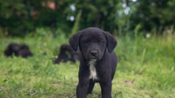 モングレル子犬、黒の着色は遅い草の上に行く - 映像、動画
