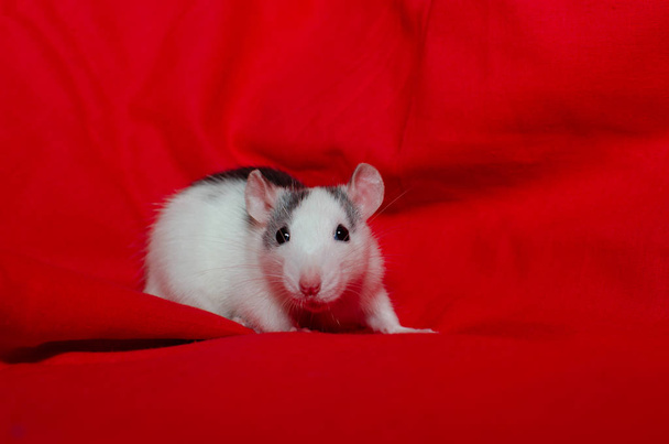 赤で隔離サンタ帽子にかわいい白いネズミの選択的な焦点 ロイヤリティフリー写真 画像素材